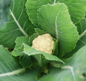 The heads should grow quickly now