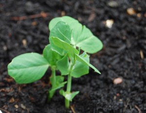 Pea plants too - coming back to life