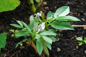 Broad beans coming back from the dead and flowering again