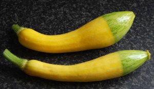 Zephyr courgettes with their characteristic green tips