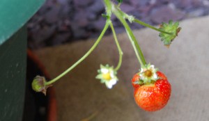 ... are now giving a second crop