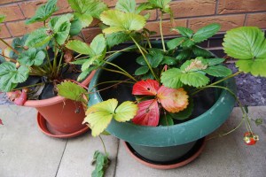 Strawberries I thought had gone to sleep