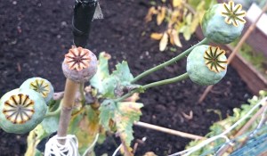 Poppies a few weeks ago