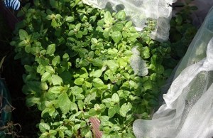 Oregano, growing strongly and ready for picking