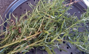 French Tarragon, freshly picked and fragrant