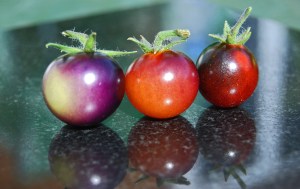 Colourful Indigo Blue cherry tomatoes