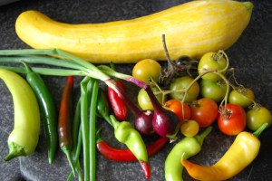Today's pickings included a giant courgette