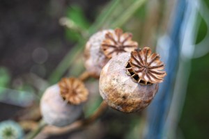 .. And today, ready to give up their seeds