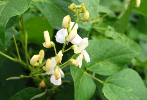 Spagna Bianco bean plants flowering late in the season