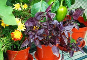 Purple-leaved basil growing in one of the greenhouses