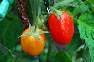 Heinz 3402 tomatoes ripening