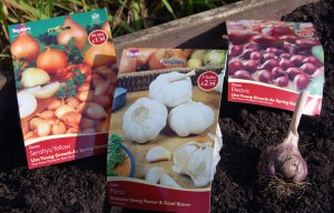Onions and garlic, planting shortly
