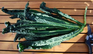 Nero di Toscana kale