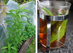 Left: A leafy Stevia plant. Right: Leaves steeping in a cup of tea.