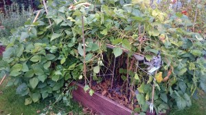 Cuttng back the jungle of bean plants