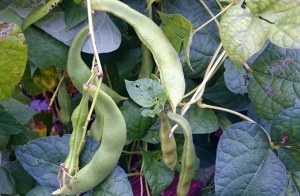 ... Others were still 'fresh'