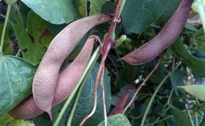 Some pods had dried on the plant...