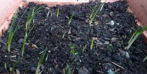 Tidied up, a thriving bed of saffron crocus