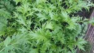 Mizuna lettuce, growing like mad