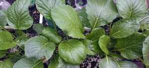 Mustard spinach, strong and spicy