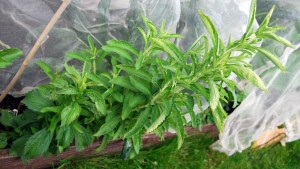 Stevia plants ready for cutting