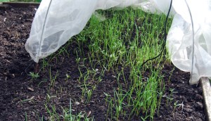Fast-growing green manure, 10 days after sowing.