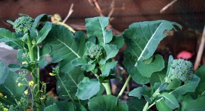 Sibsey broccoli, finally doing its thing