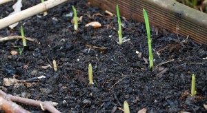 Marco garlic sets poking through