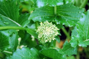 Brocolli Raab spears