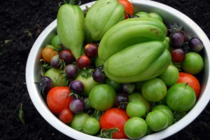 Yet another tomato harvest