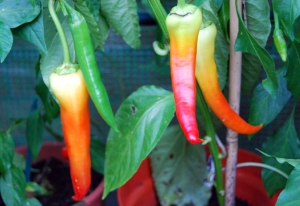 Stunning Semaroh sweet peppers