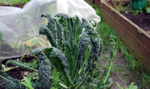 Kale - kicks sand in the face of winter weather