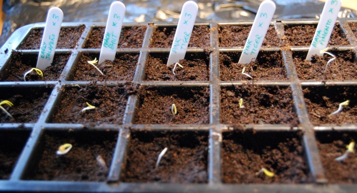 L-R: Early Jalapeño, Peach Bhut, Pink Tiger x 2 rows, Maya Pimento