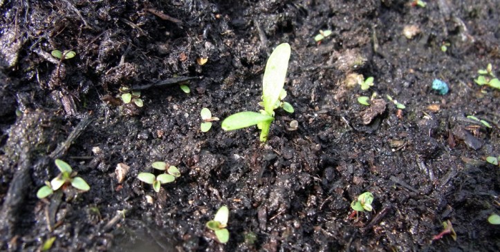A tiny parsnip seedling surrounded by even tinier dandelion seedlings, each destined to be a huge weed