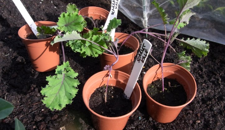 Scarlet Kale plants ready to go into the ground