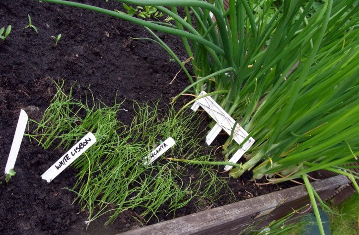 When I grow up I want to be a big spring onion, like those ones over there ..