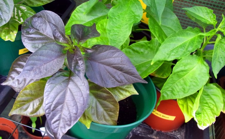 Pink Tiger chilli plants turning purple. Peach Bhut in the background staying green.