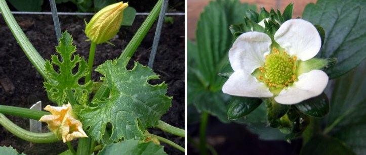 Now in flower: courgettes and strawberries