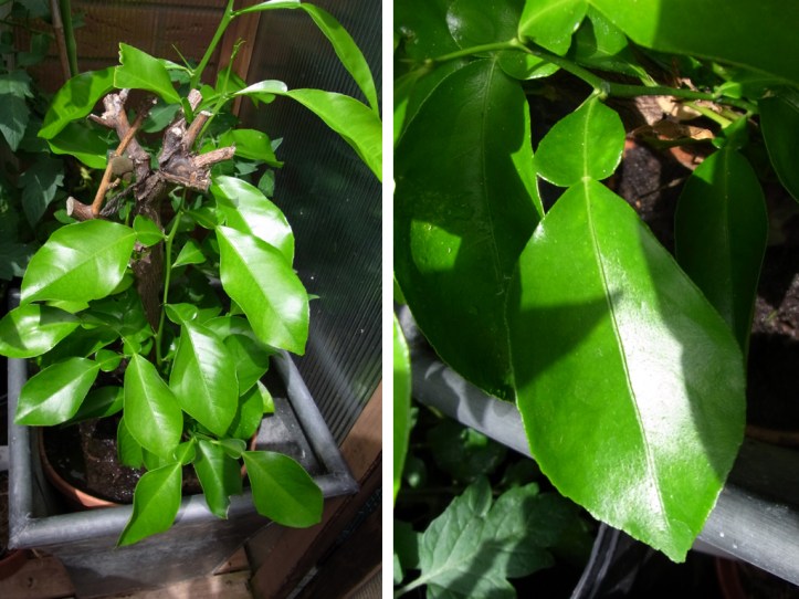 Lemon plant, with its double leaves