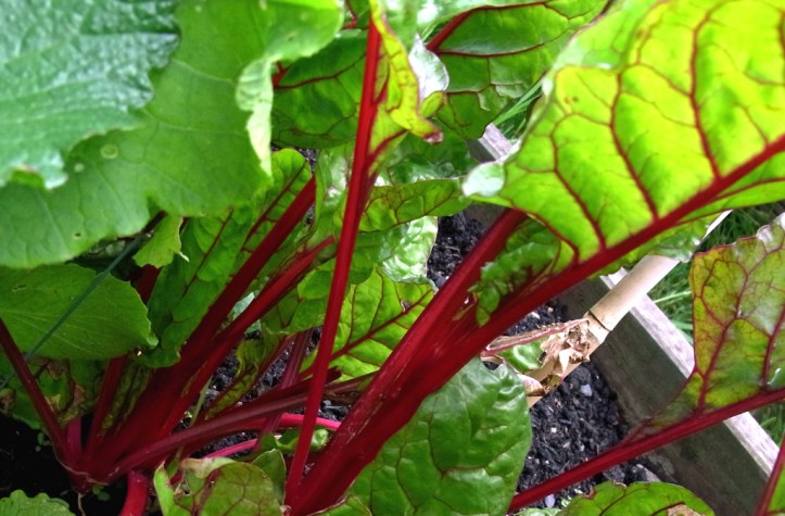 Beautiful colours in this Swiss Chard
