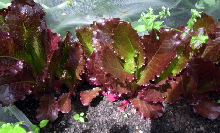Colourful 'Rosedale' lettuce