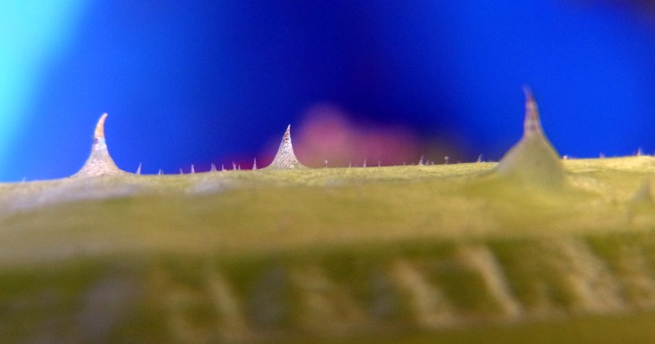 No wonder those courgette leaf stalks sting!