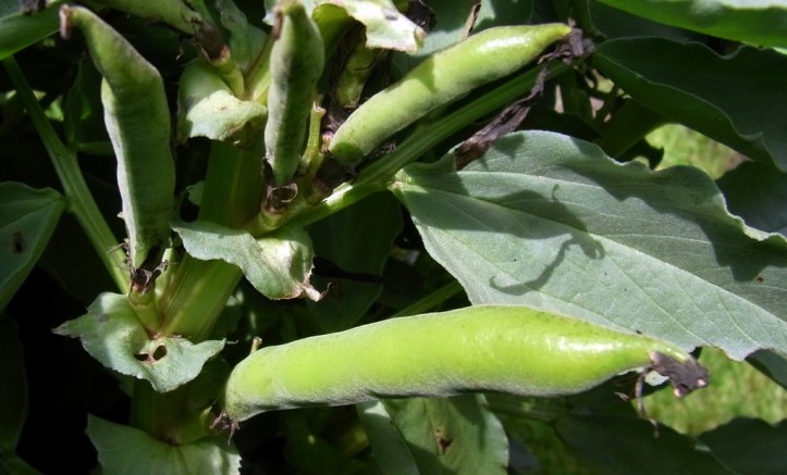 Broad bean bounty