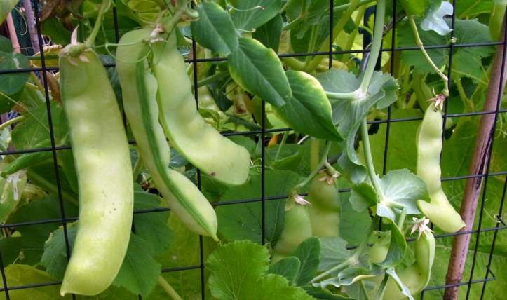 Oregon mangetout, fattened up into peas