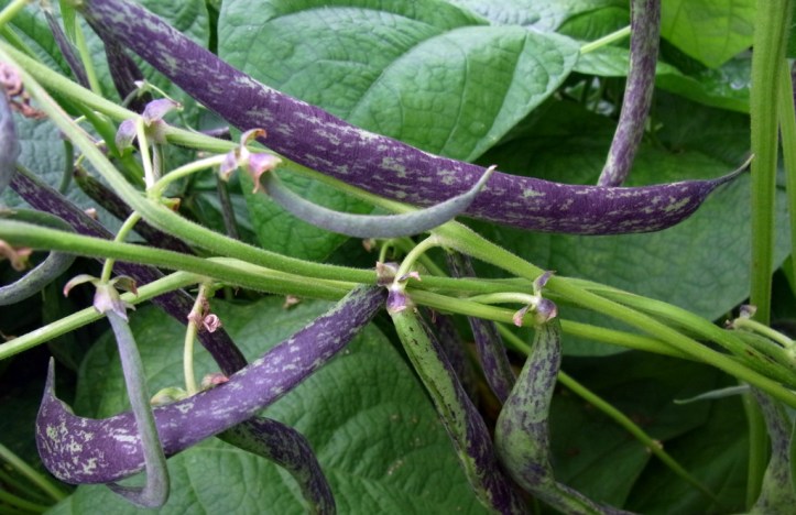 Attractive Bobis d'Albenga beans