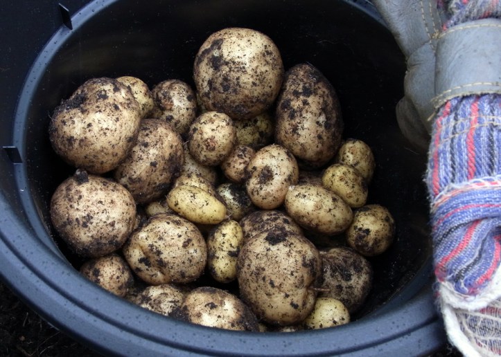 Nice harvest of Rocket potatoes