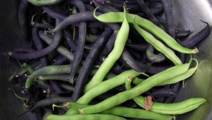 Purple Teepee and Tendercrop french beans