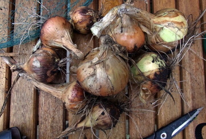 Over-wintered onions, just lifted