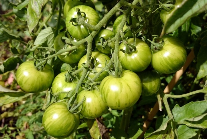 Tigerella tomatoes will soon start to turn red