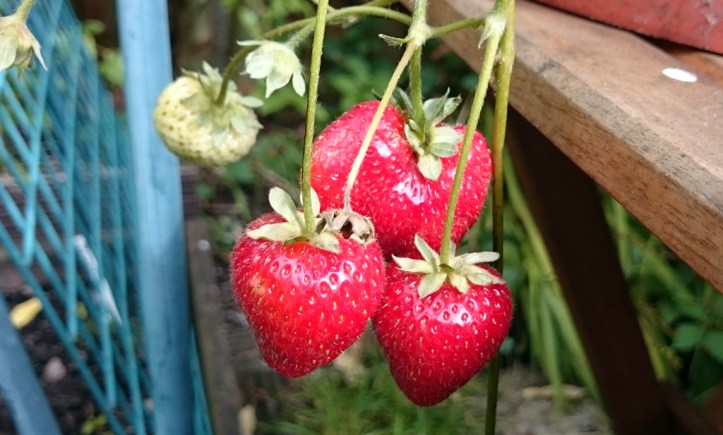 Luscious strawberries